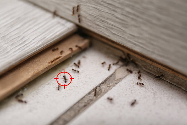 Professional Pest Control in Crivitz, WI